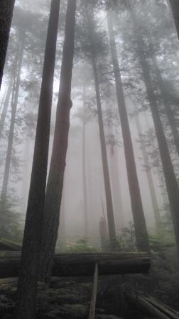 Deeks Lake Trail in the mist
